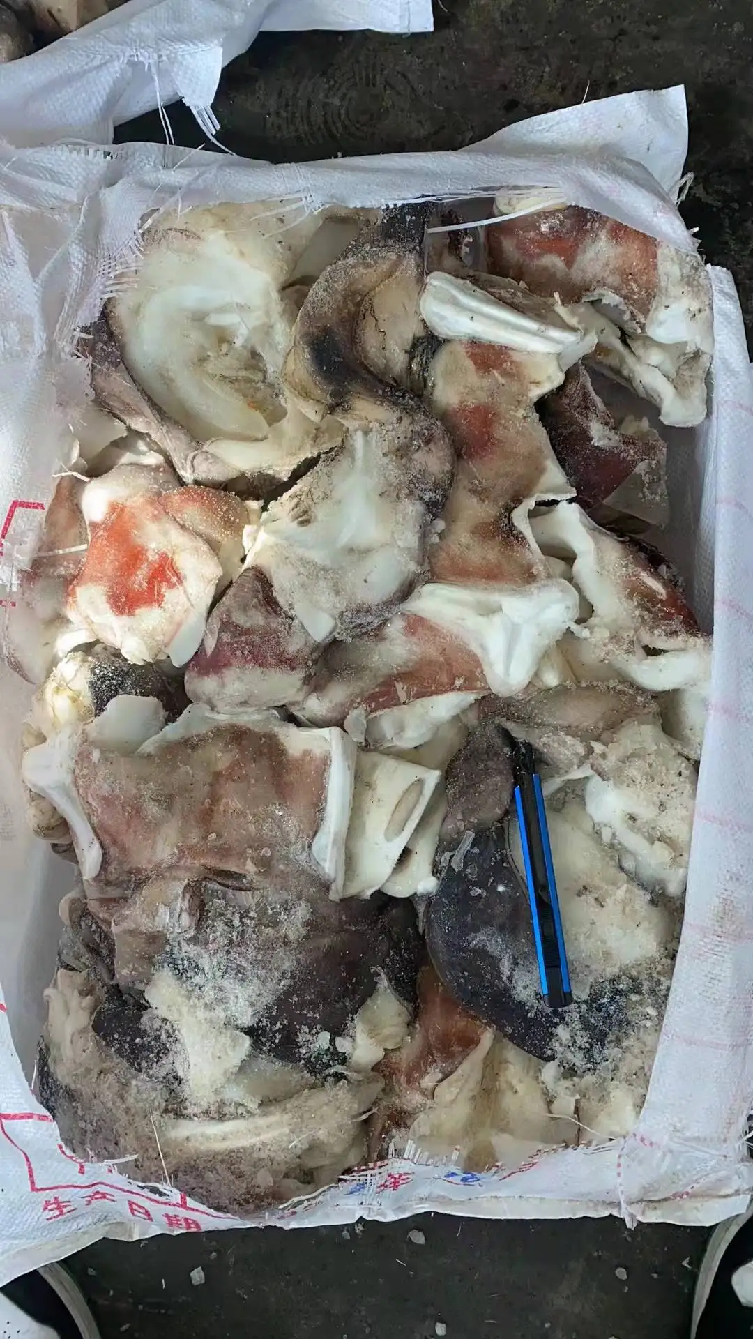 Hot sale good price giant squid neck for export