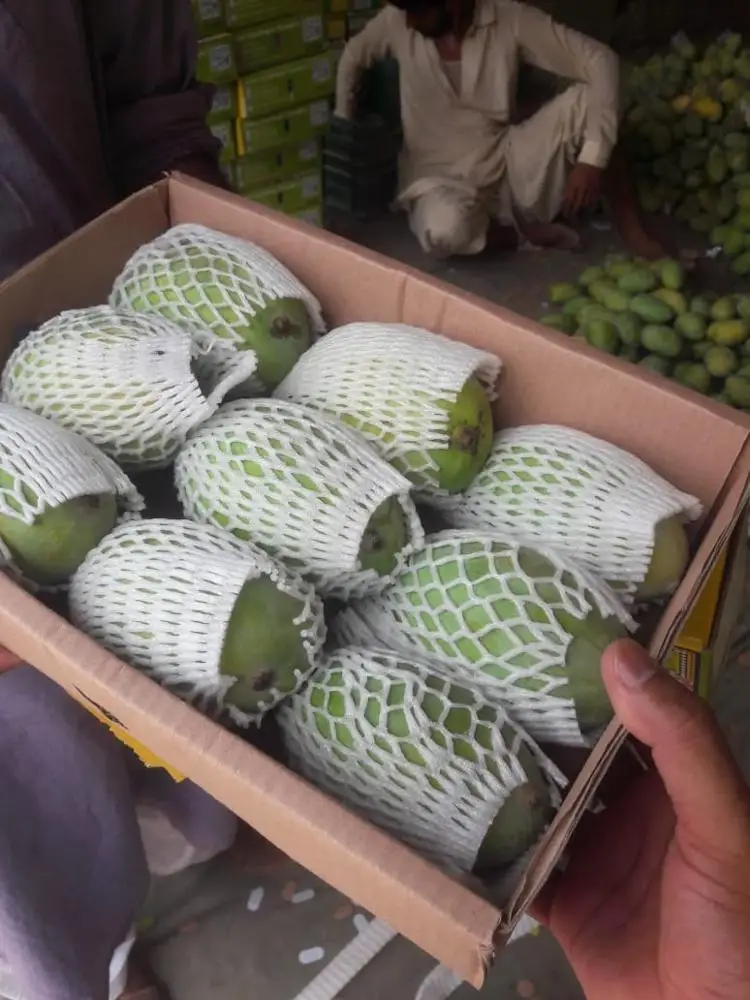 
china mango production in india 