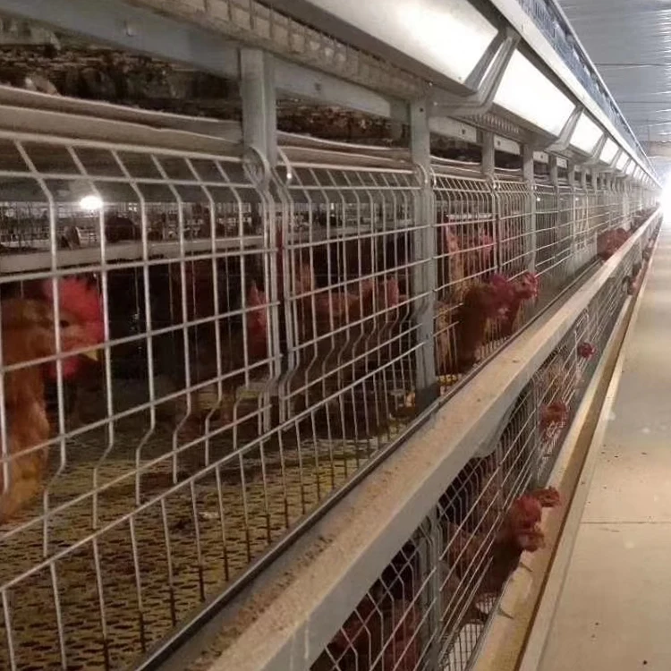 Modern Poultry Farm Equipment H Type Baby Chicks Feed House Automatic Battery Broiler Chicken Cage System For 50000 Birds