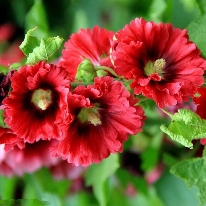 Полезные смешанный травяной медицины Отдел красочные Hollyhock редких цветов семян