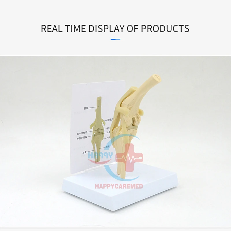 HC-R125 veterinary medical model Canine knee joint demonstration model