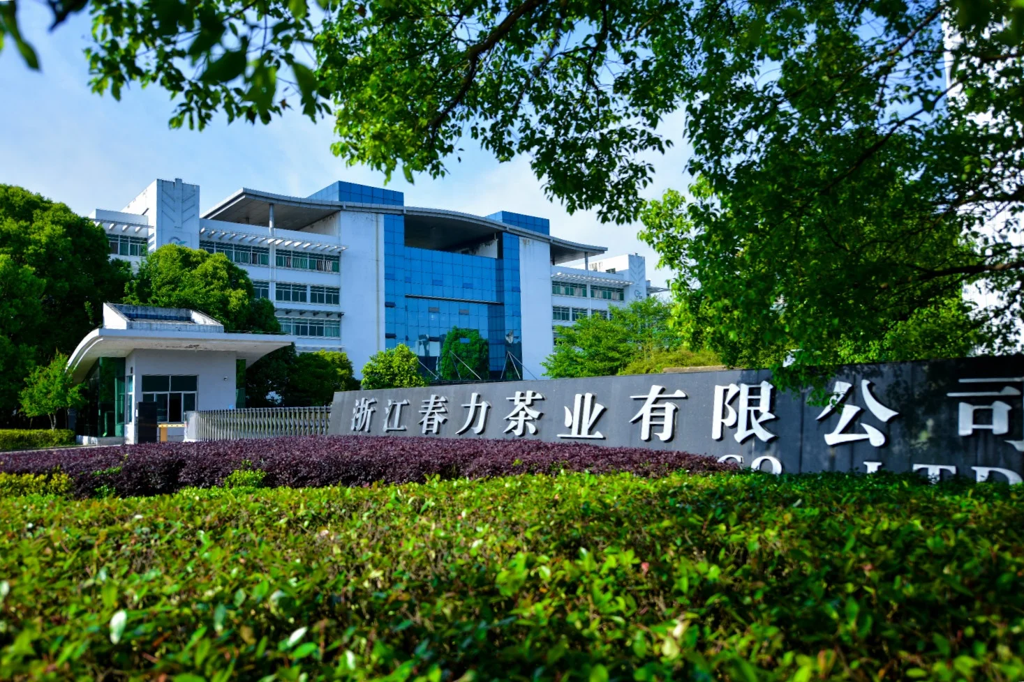 Chinese Factory Chunmee Green Tea 41022