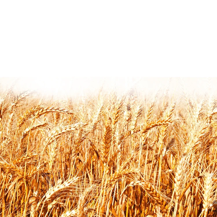 Best Quality Fresh Wheat Grain for Animal and Human Feeding