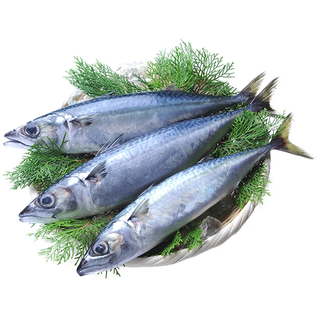 High quality vacuum pack exporters frozen prices fish mackerel