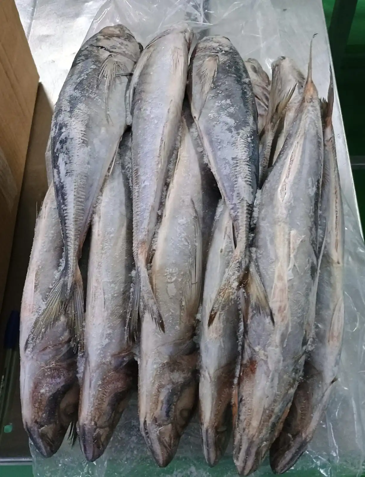 Horse Mackerel Size 500-900g, 900g+ Peru Origin Frozen Horse Mackerel Whole Round