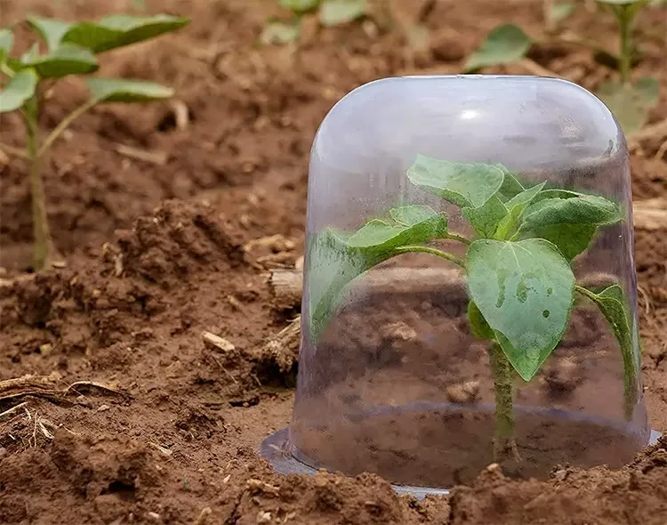 Garden Cloche Plant Bell Cover Dome Seed Cloche Planting Container Humidity Adjustable Plant Cloche for Vegetables Seedling
