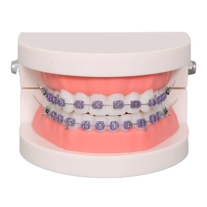 2023 High quality White Teeth Type Dental Teaching Model school education Dental Model