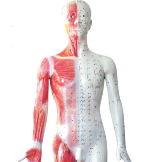 Акупунктурная тренировочная модель человеческого тела в натуральную величину, акупунктурная модель с мышцами для человеческого тела