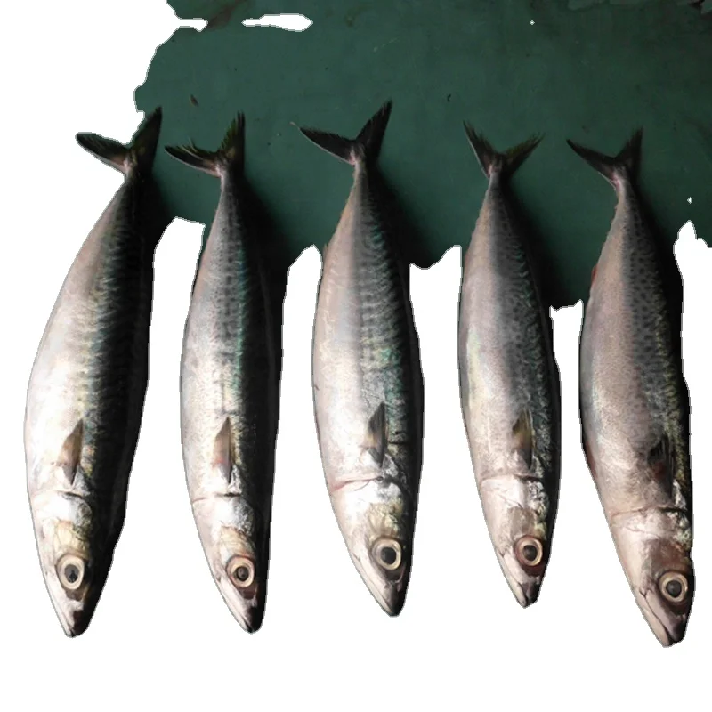 Frozen Pacific Mackerel Wr