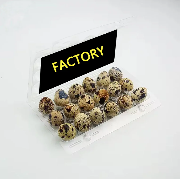 Plastic Quail Egg Cartons 18 Holes Quail Egg Tray 18 Quail Eggs Tray Manufacturer