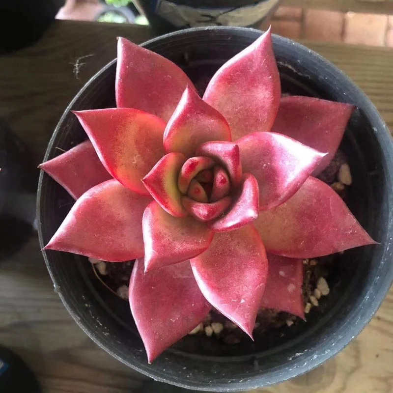 Искусственные суккулентные растения Echeveria Black Mamba, натуральные комнатные декоративные растения для питомника оптом