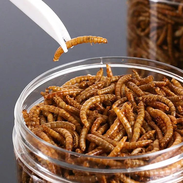 Xin jie biotechnology Dried bread worm hamster hedgehog food turtle snack fish yellow mealworm