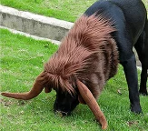 Updated Wholesale Cute Pet Costume Headdress Hairbands Halloween Christmas Lion Mane Wig Hat