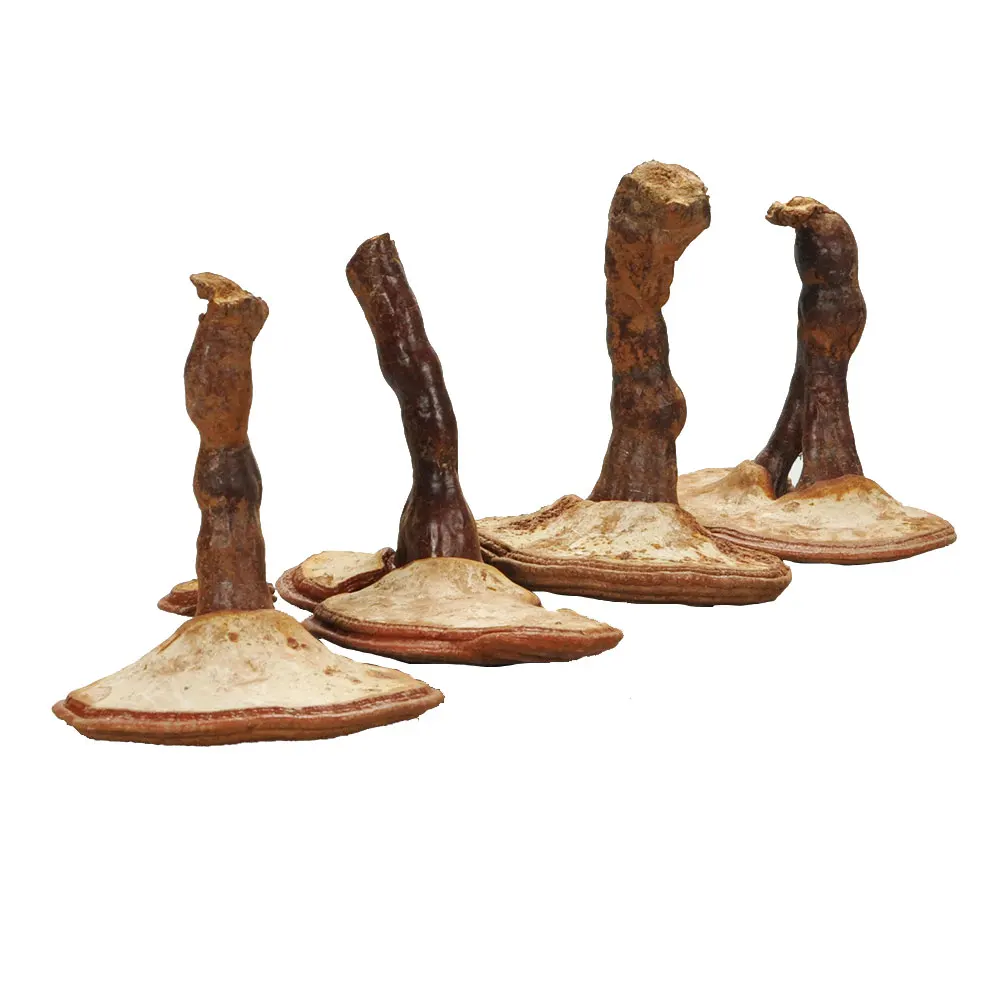 
Dried whole wild Ganoderma Lucidum Sinensis fruiting body Lingzhi Red Reishi Mushroom 