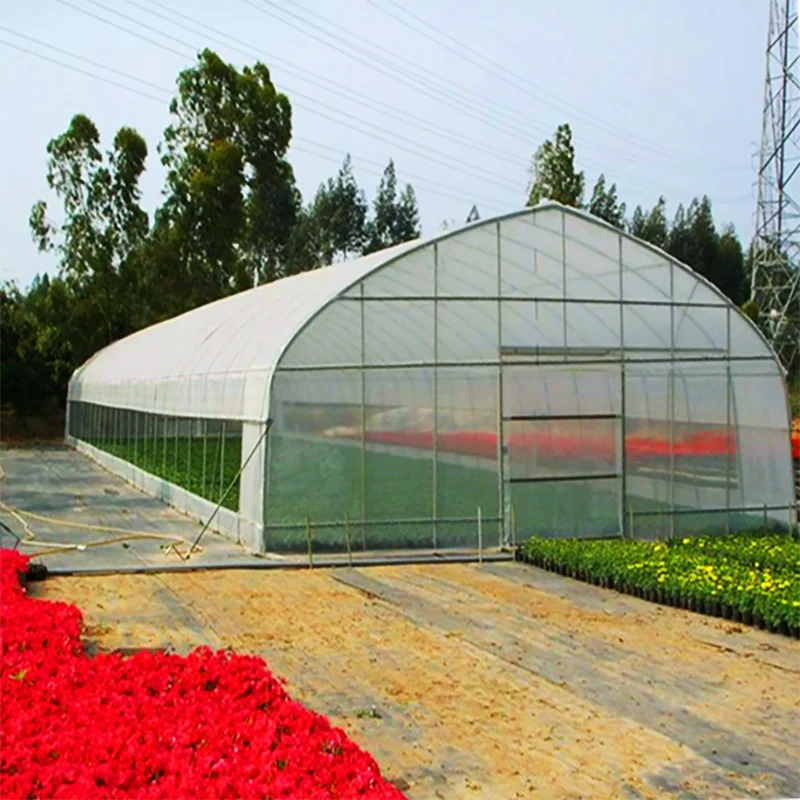 Single span PE Film greenhouse for Agriculture Low cost Galvanized steel Frame Tunnel greenhouse  for flowers plant