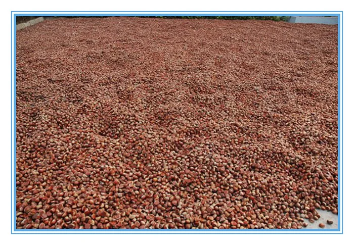 fresh chestnuts-7