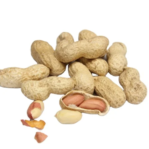 roasted peanut without shell roasted peanut in shell