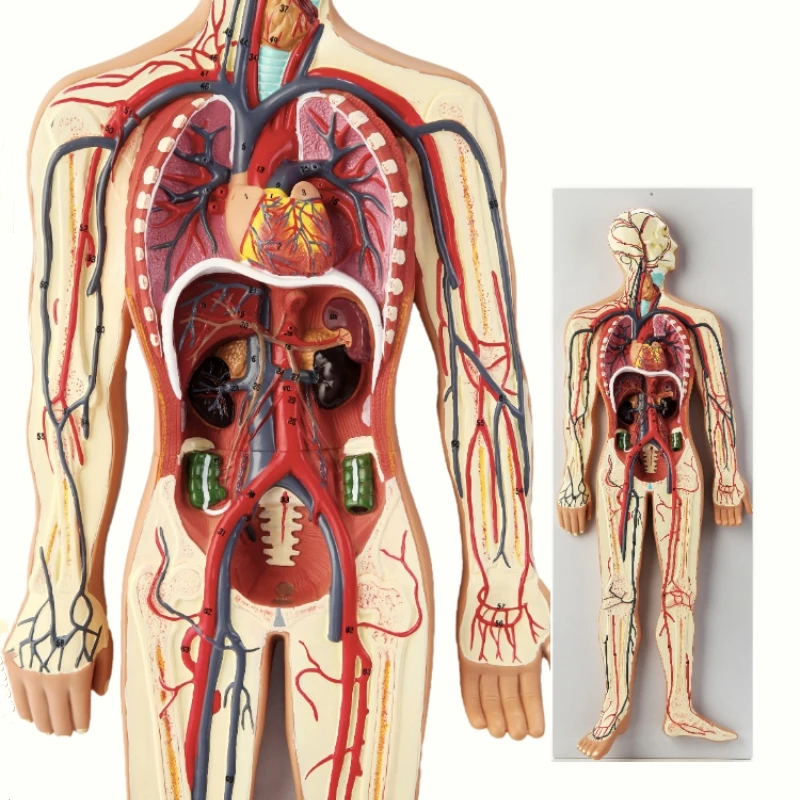 human blood circulation system model Internal organs heart organs vascular anatomy model hospital school teaching aids