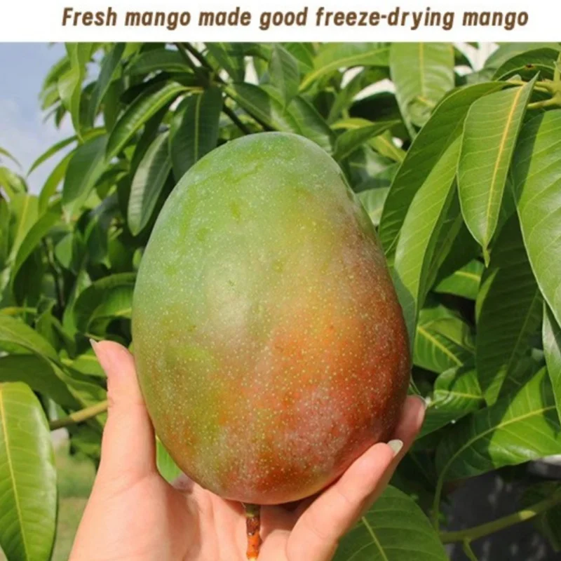 PXY 1kg bulk freeze dried mango bulk freeze dried fruit magno freeze dried fruit