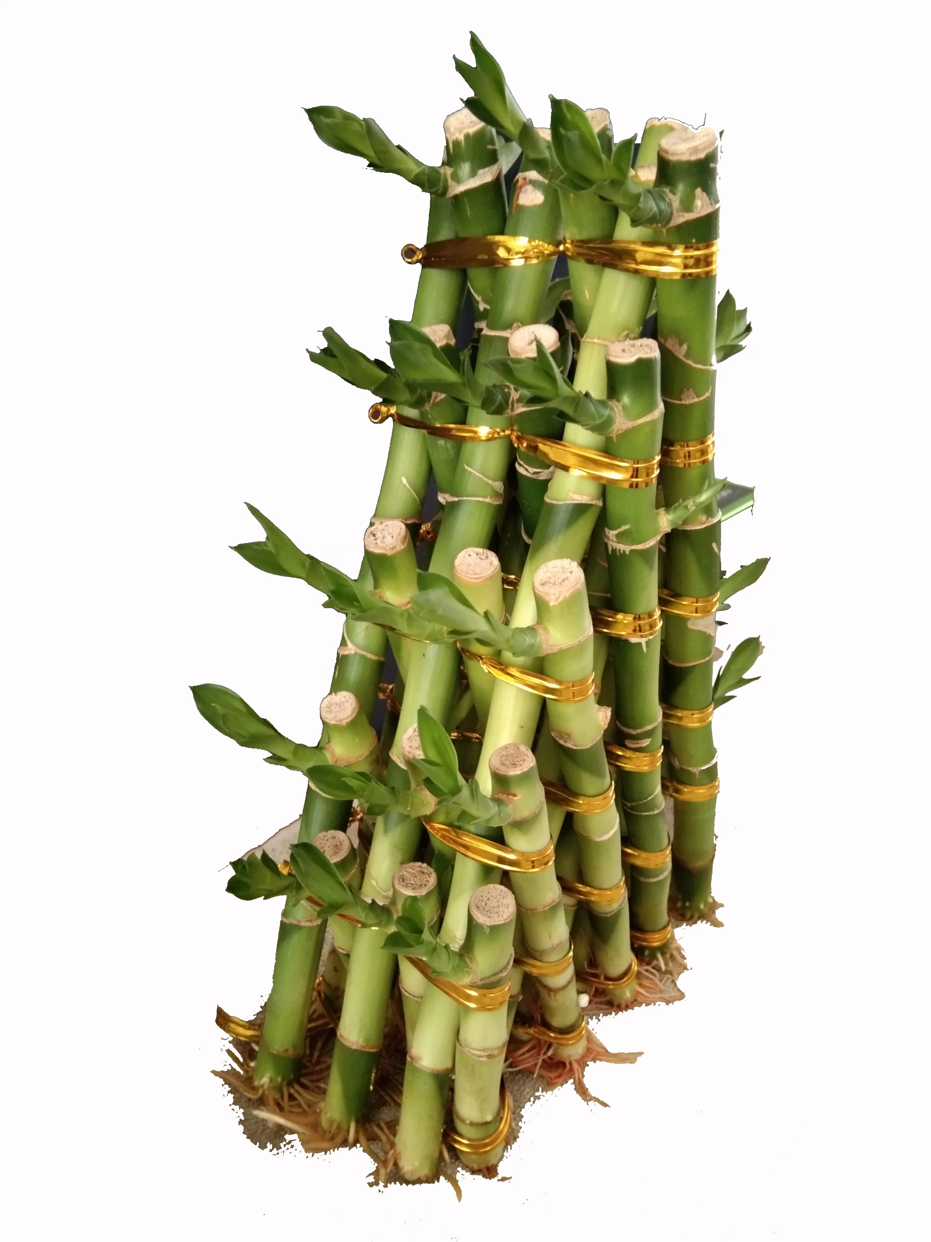 
Zhanjiang Indoor pyramid Bamboo Factory Lucky Bamboo pyramid Green Spiral lucky bamboo dracaena sanderiana 
