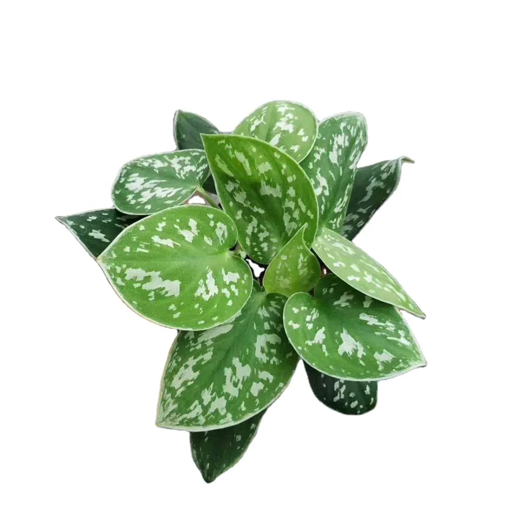 
Cheap price wholesale beautiful variegated scindapsus pictus ornamental foliage live plants bonsai 