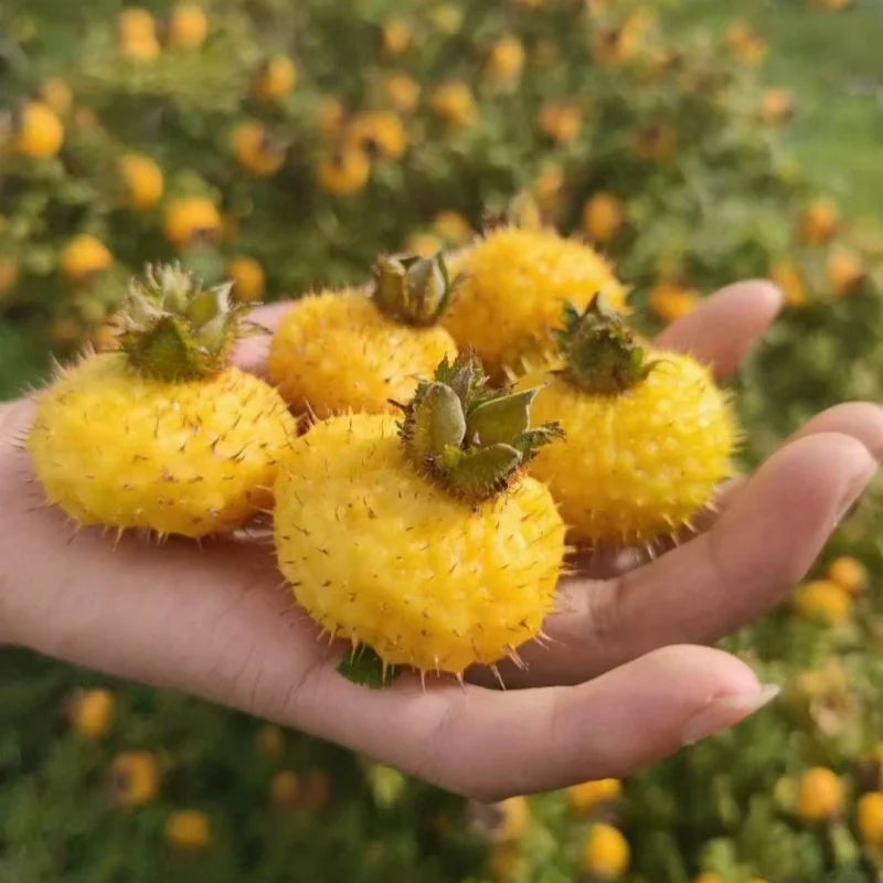 TP 50g rosa roxburghii  fd natural crispy freeze dried fruits by cooling supplier snack halal high quality private label