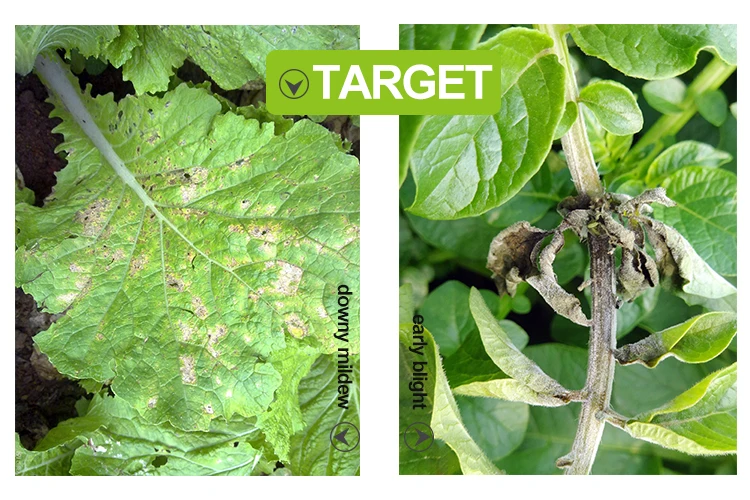 Fungicide Metiram 66% + Pyraclostrobin 6%  WDG for Downy Mildew