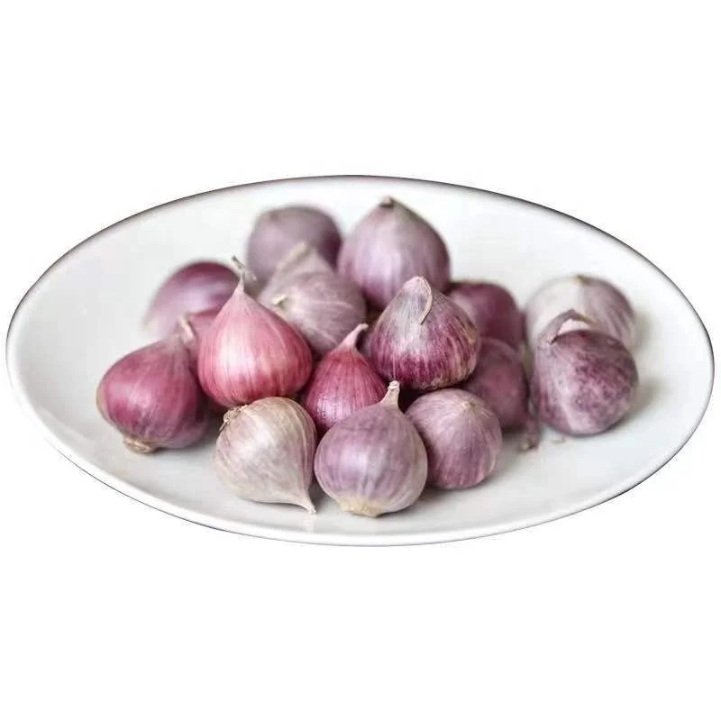 100% Natural Ripe Single Head Garlic Wholesale Price Now Digging Fresh Purple Garlic Wet and Dry Farm Vegetables