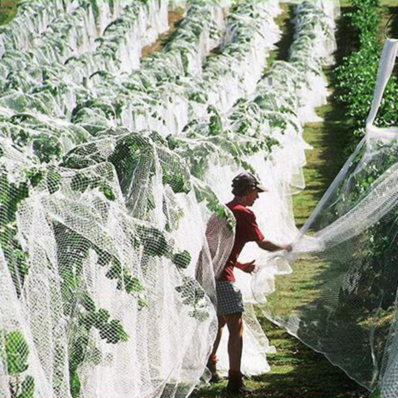 Mesh 100mm X 100mm Insect Net Chicken Duck Goose Bird Control Netting for Vineyard Orchard