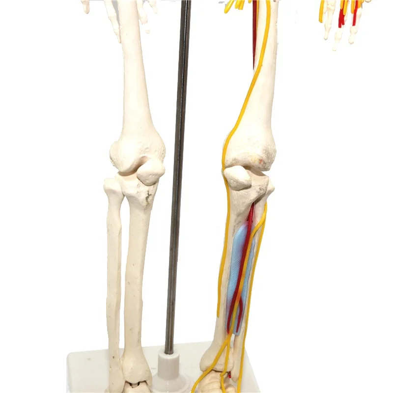  Обучающая модель из ПВХ 85 см пластиковый человеческий скелет анатомическая с нервами обучающая