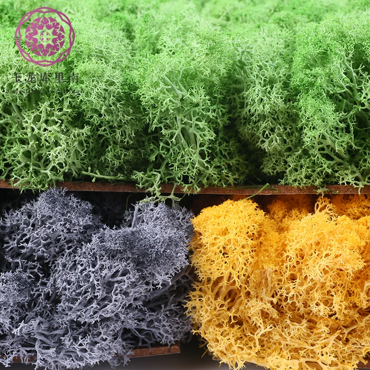 musgo estabilizado lichen moss Preserved Moss Panel Preserved for Decoration