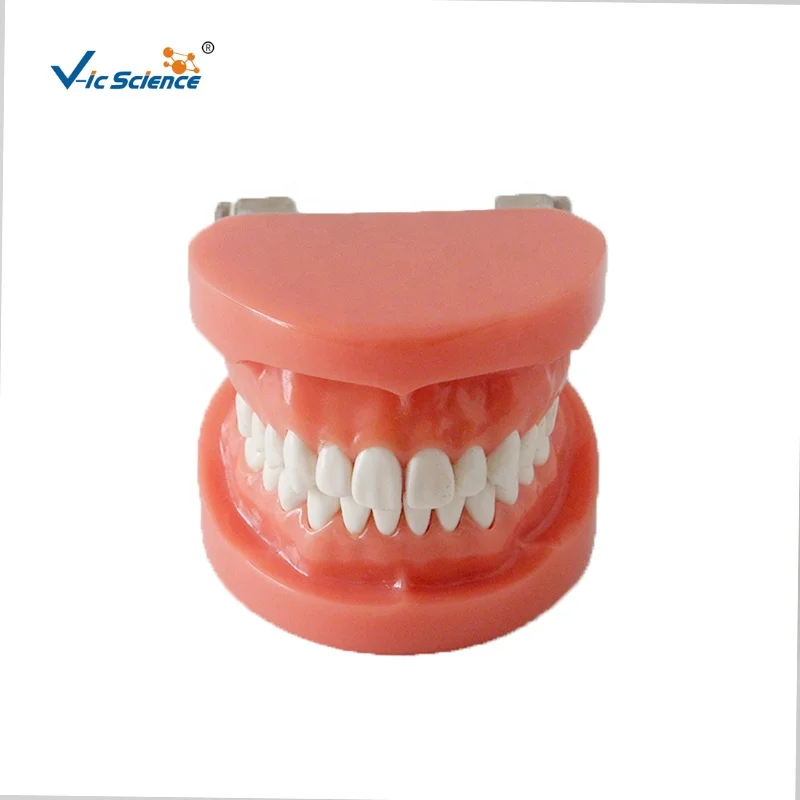 28 шт., зубная Десна, стандартная Стоматологическая обучающая модель с артикулятором FE, модель человеческих зубов