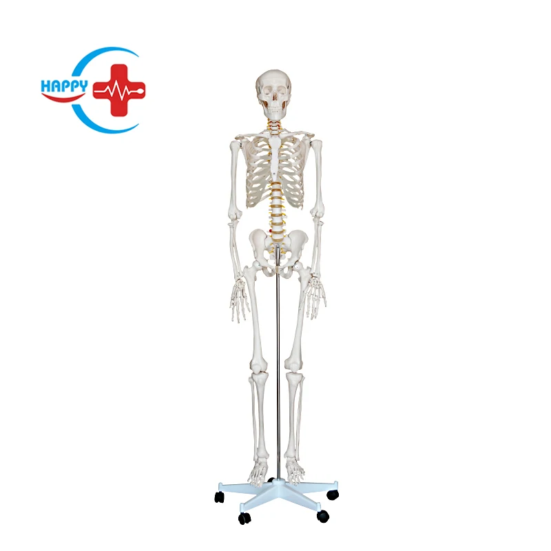 HC-S201 Life-Size Human Skeleton Model 180cm for Medical Teaching in Medical Anatomical