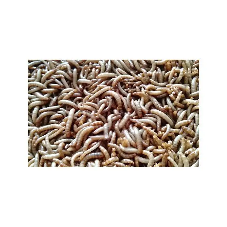 Прямые оптовые продажи высокое питание содержание белка сушеные консервы mealworms для птиц
