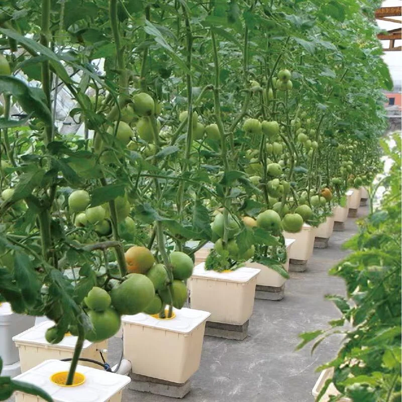 GT Greenhouse Hydroponics Growing Systems Dutch Bucket