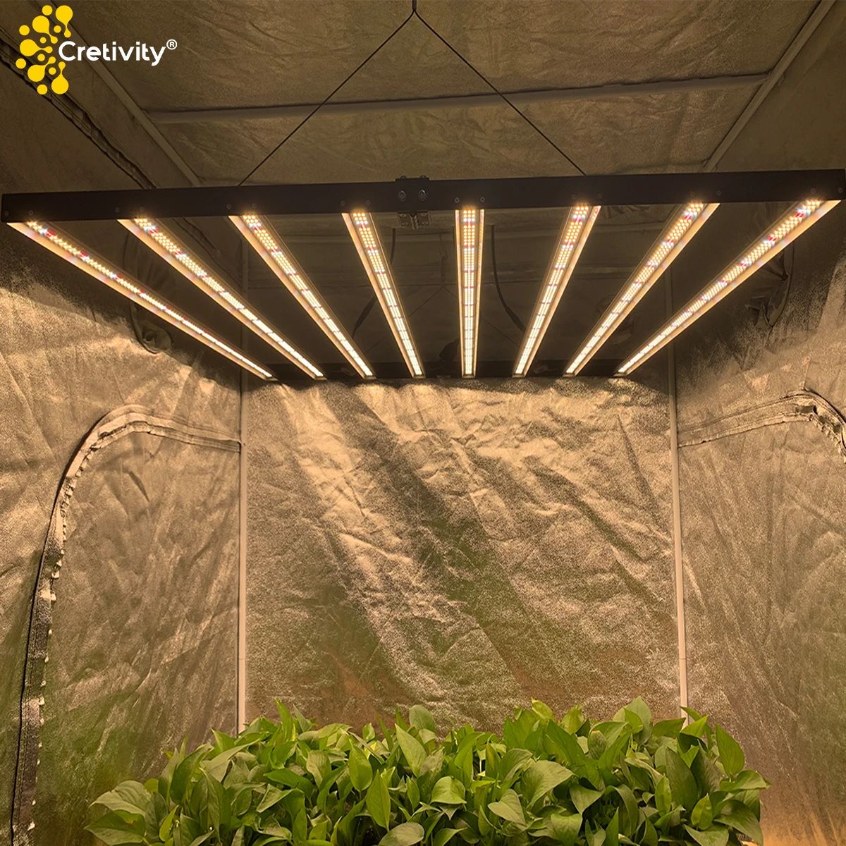Cretivity New Products Full Spectrum Commercial 640W Led Grow Light For Indoor Vegetables Medical Plants (1600277858952)
