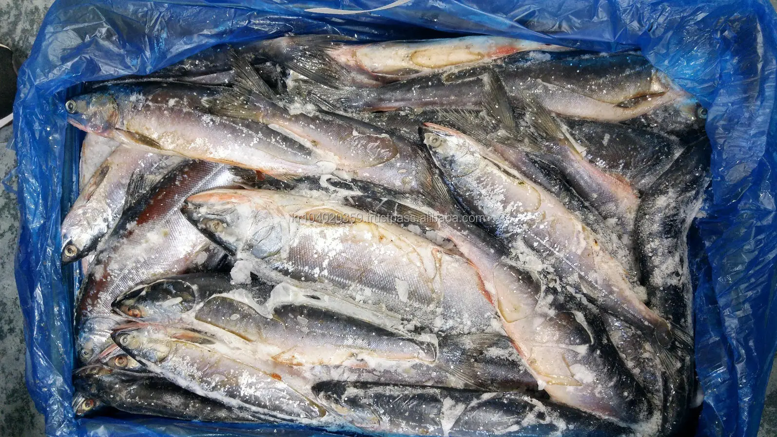 Korean Wholesale Hot Sale Best Selling Supplier Delicious Natural Frozen Seafood Fish Block Shape Trout