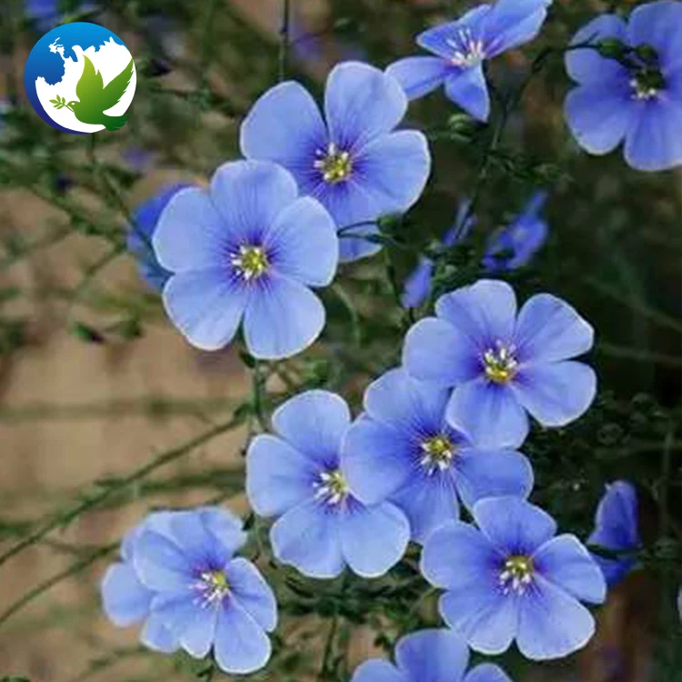 
High Germination public park professional wild seeds flowers hybrids plants flower seeds and bulb Flax seed pots 