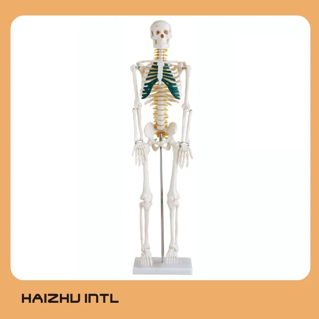 Human Skeleton Model, Skeleton Anatomy Model, Skeleton 3D Model