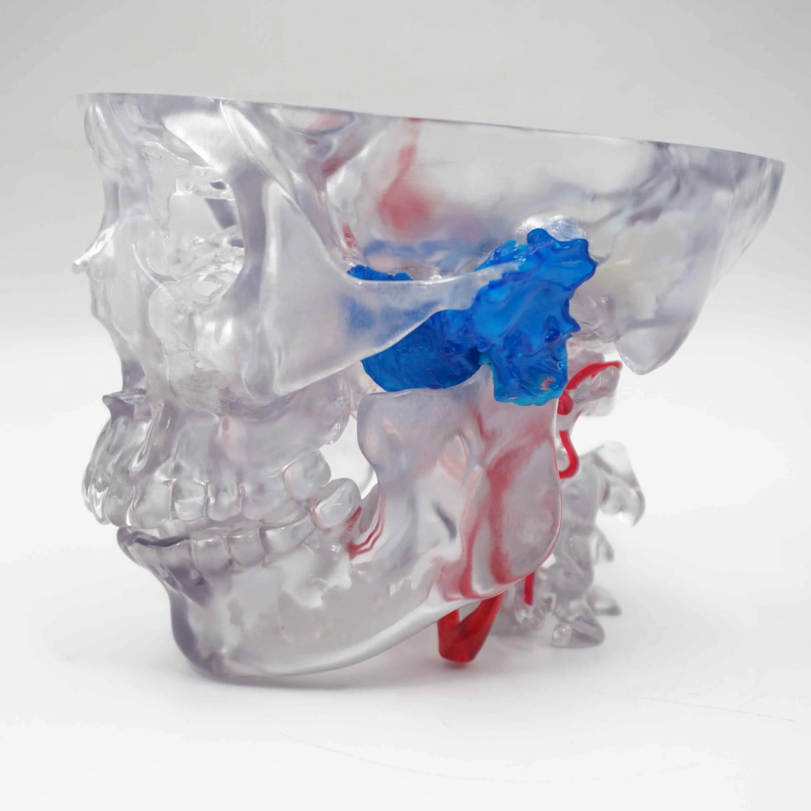 3d print skull polyjet clear transparent full color medical educational application smooth resin good quality