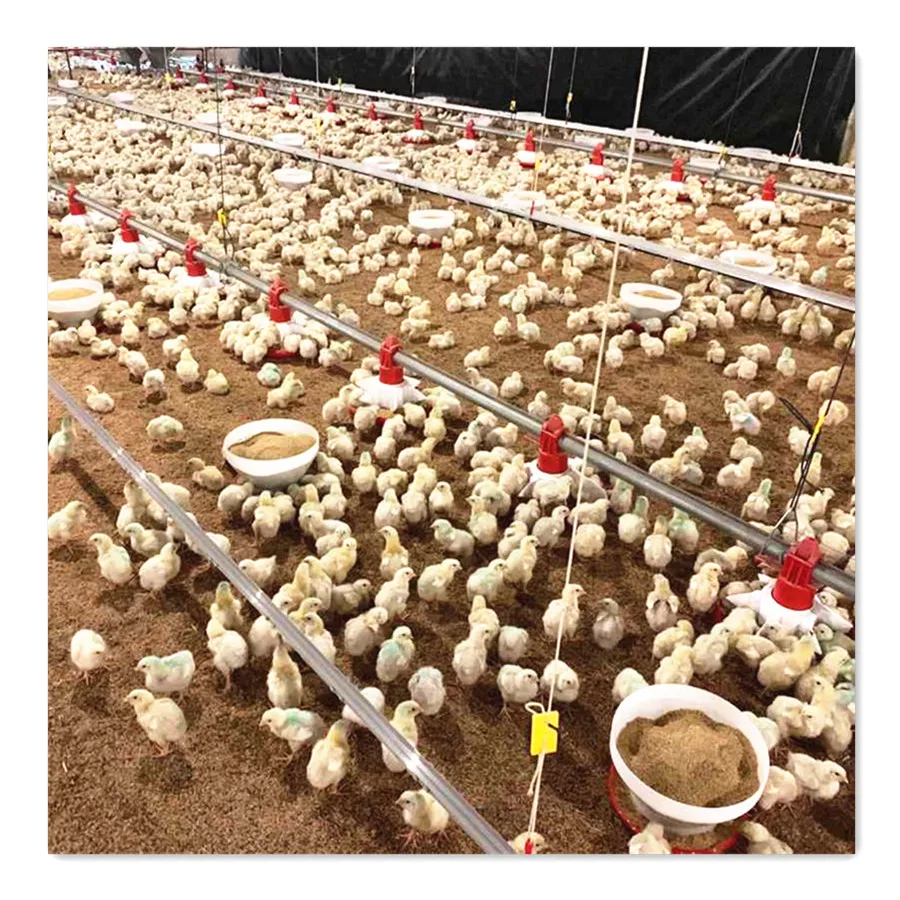 After-sale Service Provided and New Condition Automatic Chicken Broiler Poultry Farming Equipment