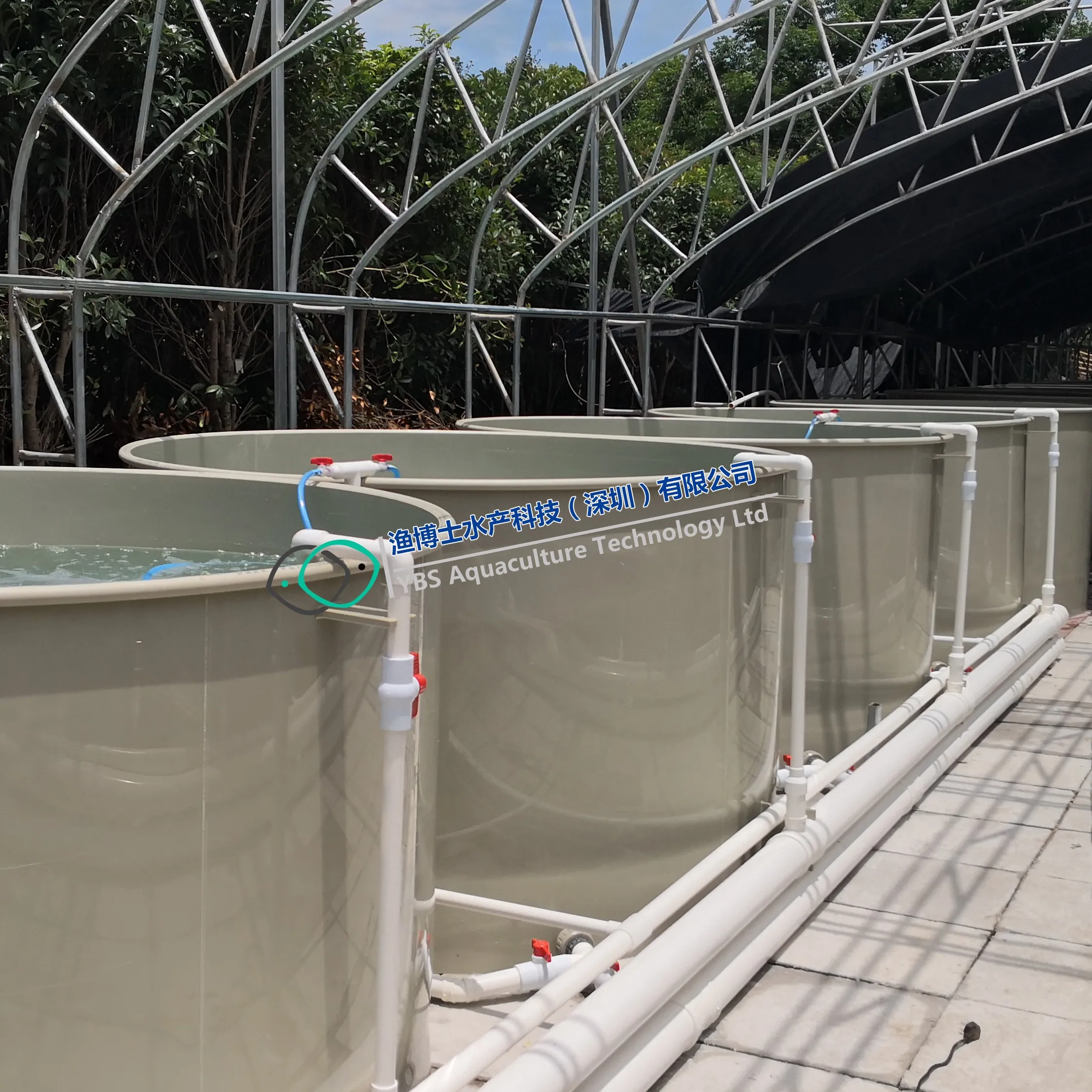 Sea bass nursery culture indoor/landbase  recirculating aquaculture system