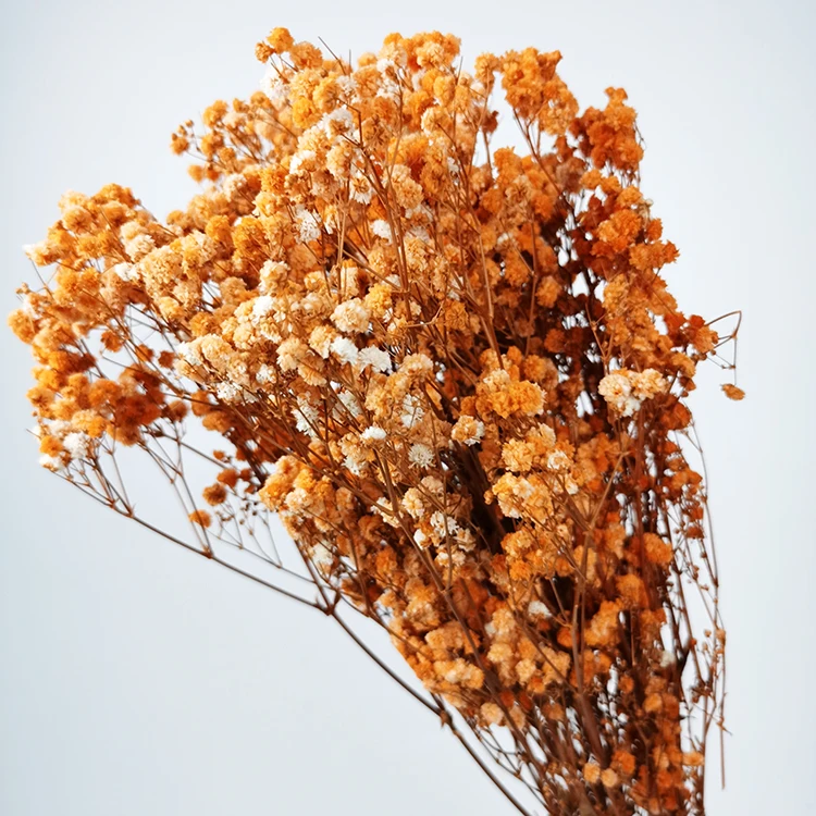 ZanTe 2022 big bunch real touch wedding cream white dried nature preserved baby breath Gypsophila Paniculata babybreath flowers