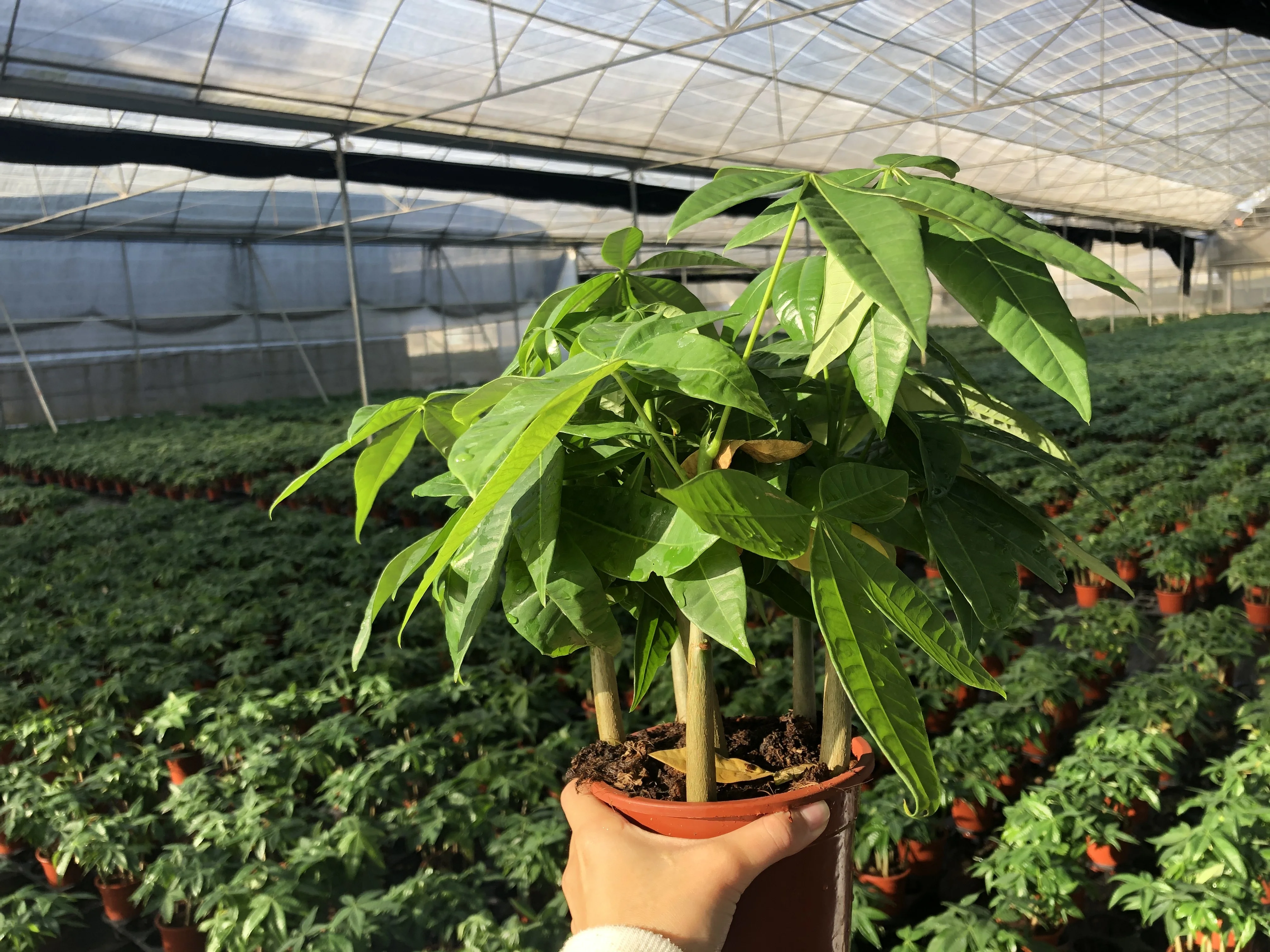 
Factory direct high-quality fortune indoor bonsai fortune tree 