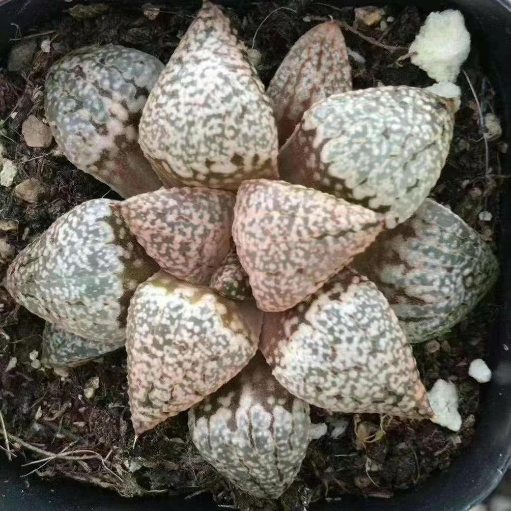 6.5cm Pot Live Plant  Haworthia emelyae Indoor plants
