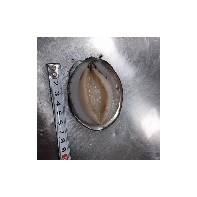 
High Quality Durable Using Various Wholesale Frozen Abalone At Cheap Price 