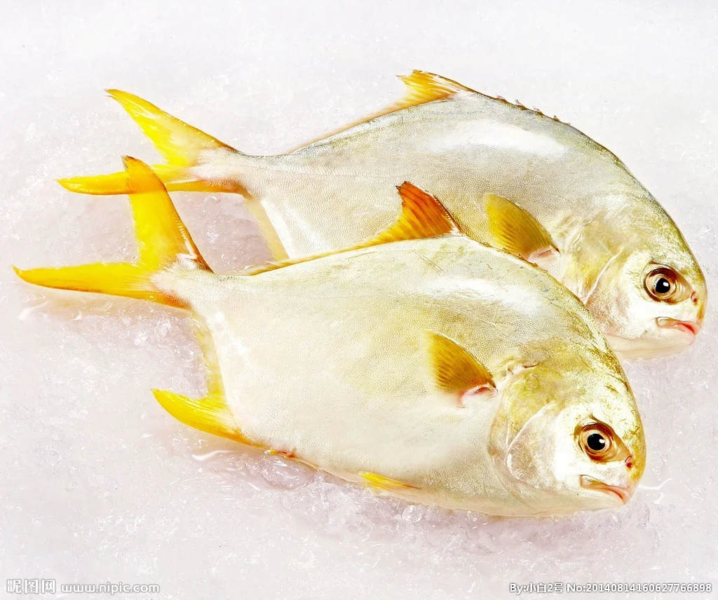 Wholesale Price Frozen Farmed Fish  Golden Pomfret For Market
