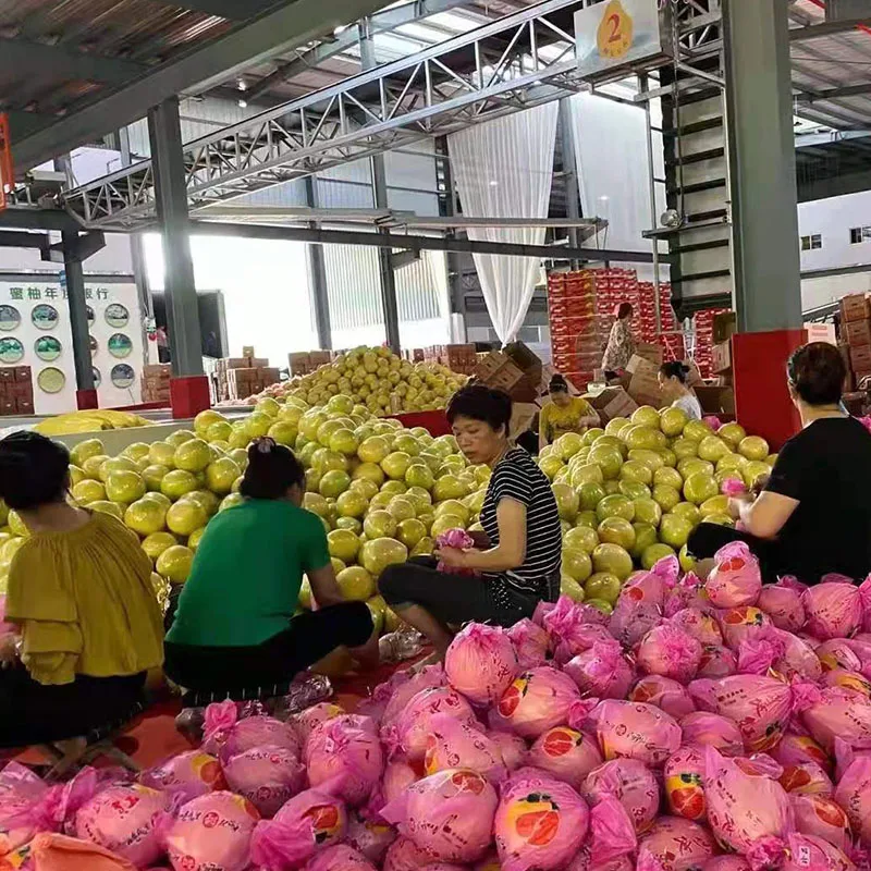 China Grapefruit High Quality Chinese Shaddock fresh Honey Pomelo