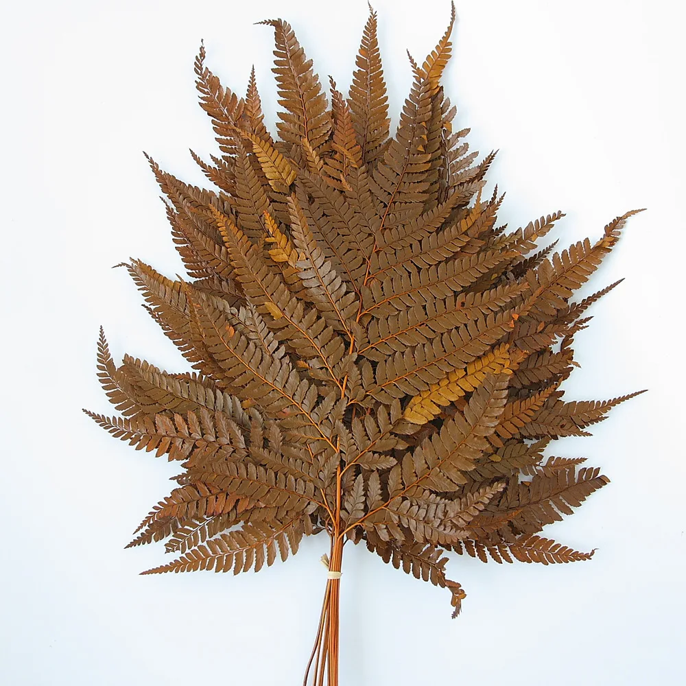 Immortal fern leaf mangosteen leaves dried flowers home decoration shooting props natural real flower leaves