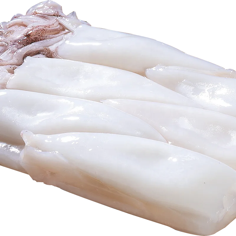 Wholesale high quality loligo squid frozen